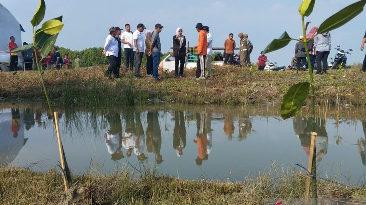Penanaman Mangrove Demak: Solusi Jangka Panjang Pemkab Atasi Rob dan Abrasi
