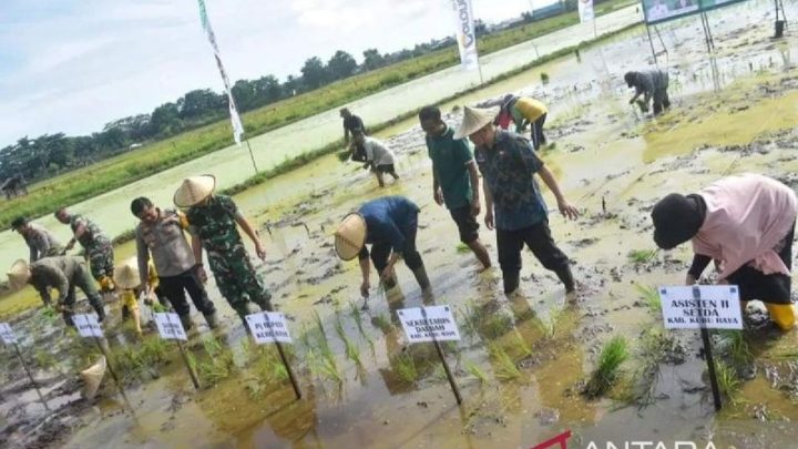 Special Plan: Kubu Raya Genjot Optimalisasi Lahan Food Estate, Targetkan Panen Dua Kali Setahun