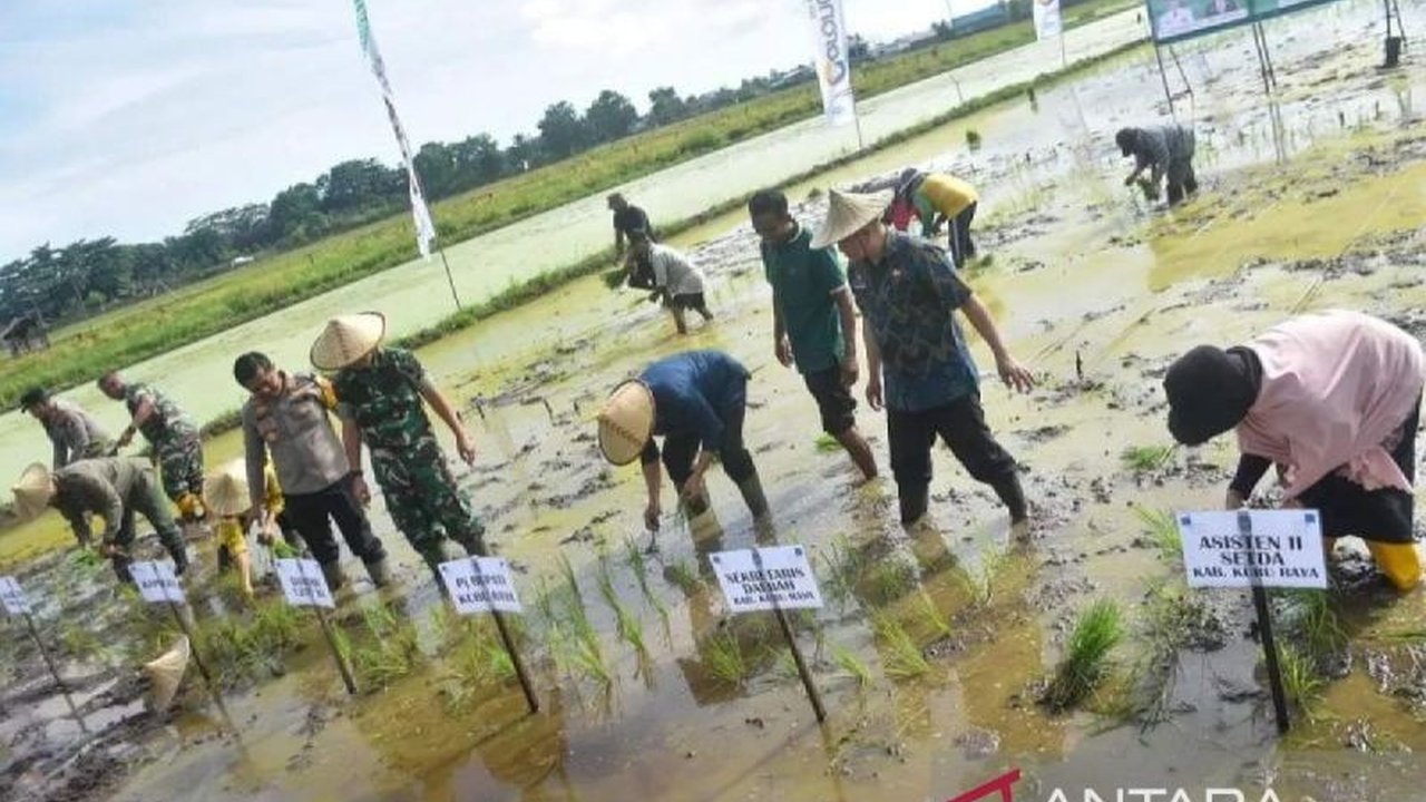 Kubu Raya Genjot Optimalisasi Lahan Food Estate, Targetkan Panen Dua Kali Setahun