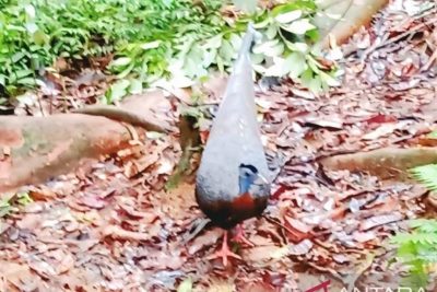Key Strategy: Tim ULM Teliti Keragaman Hayati Hutan Kahung, Ungkap Keunikan Burung Kuau Raja