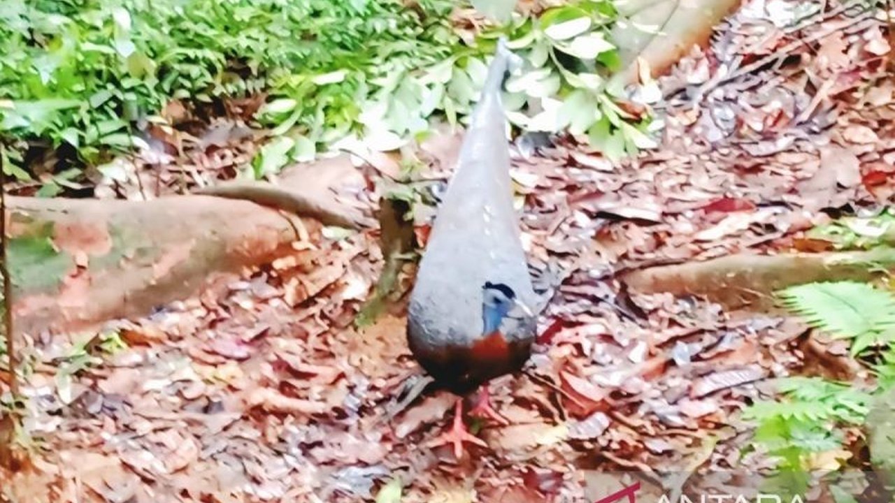 Tim ULM Teliti Keragaman Hayati Hutan Kahung, Ungkap Keunikan Burung Kuau Raja