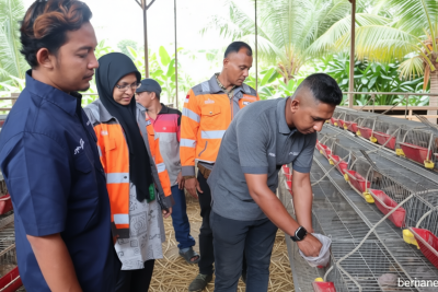 Special Plan: Timbunan Sampah Kelapa 60 Ton Diolah Jadi Pakan Ternak, Biaya Peternak Turun 60 Persen