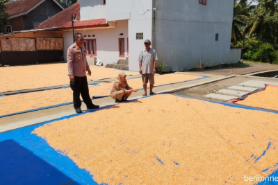 Special Plan: Polres Garut Sukses Dukung Swasembada Pangan, Hasil Panen Jagung Capai 326 Ton