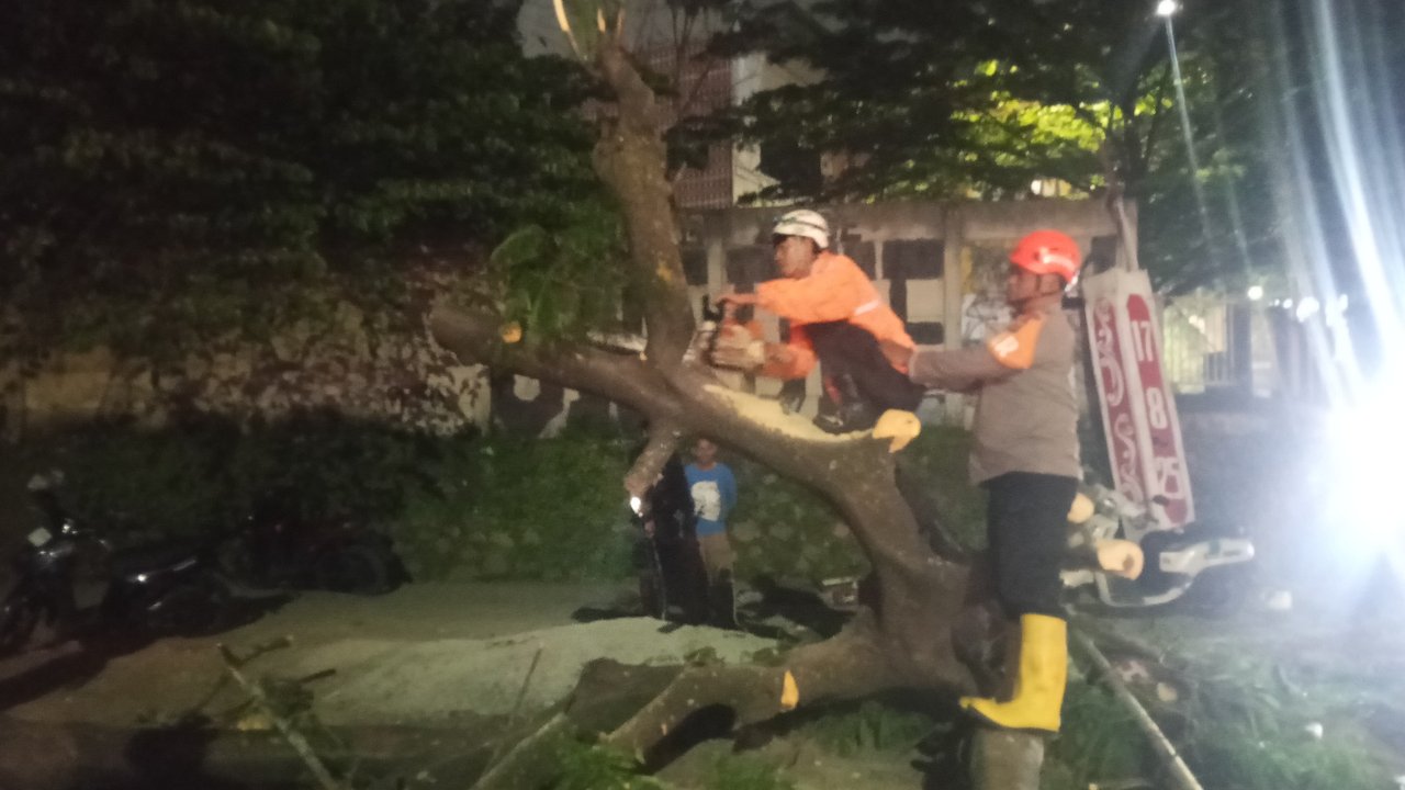 Pohon Tumbang di Depan Kampus Unpad Jatinangor – Tiga Pengendara Motor Luka Berat Usai Tertimpa