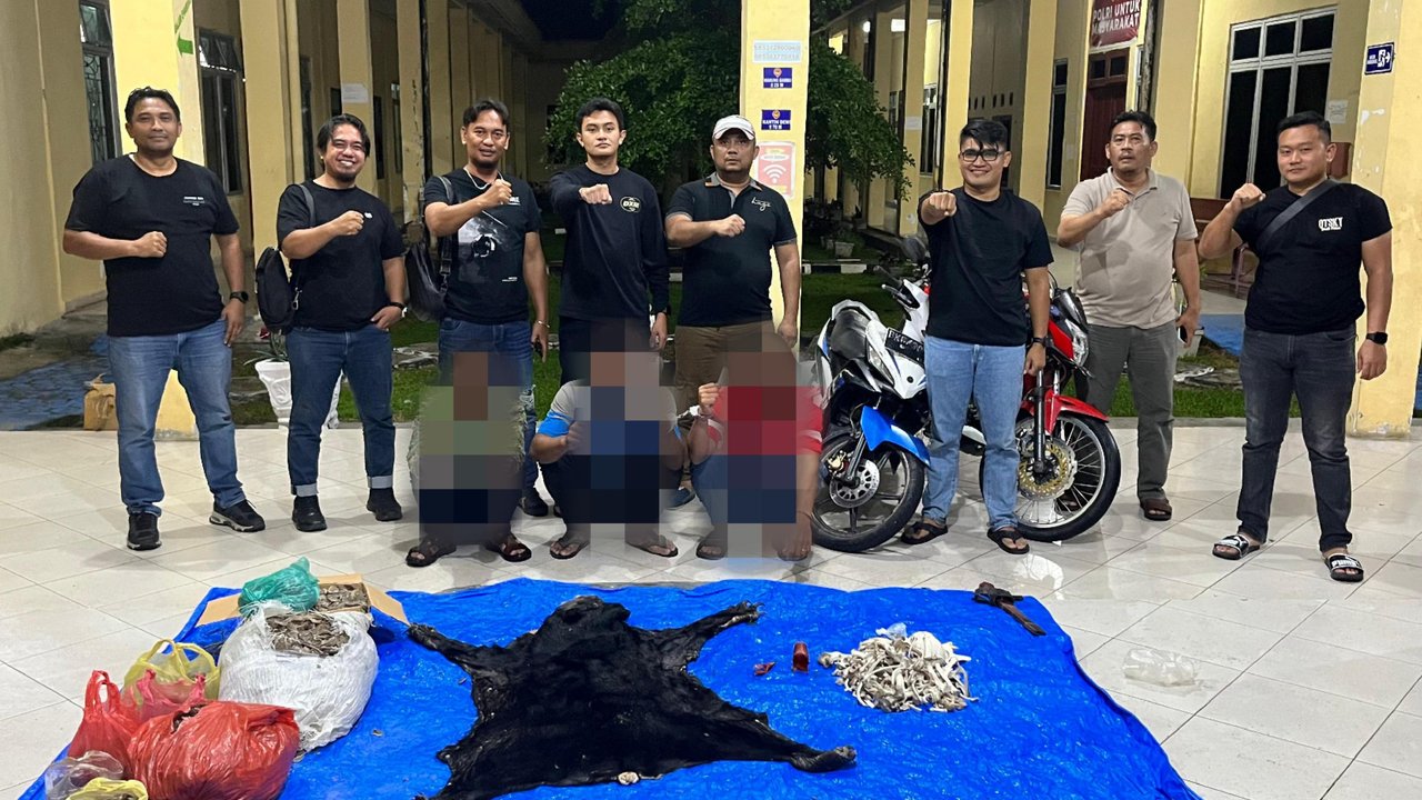 Main Agenda: Polres Simalungun Bongkar Perdagangan Satwa Dilindungi, 30 Kg Sisik Trenggiling Disita dan Tiga Tersangka Ditangkap