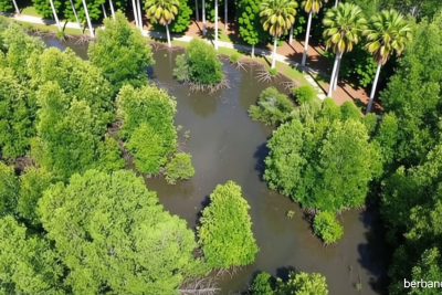 Key Strategy: Mitigasi Perubahan Iklim, Ribuan Mangrove Ditanam di Karawang