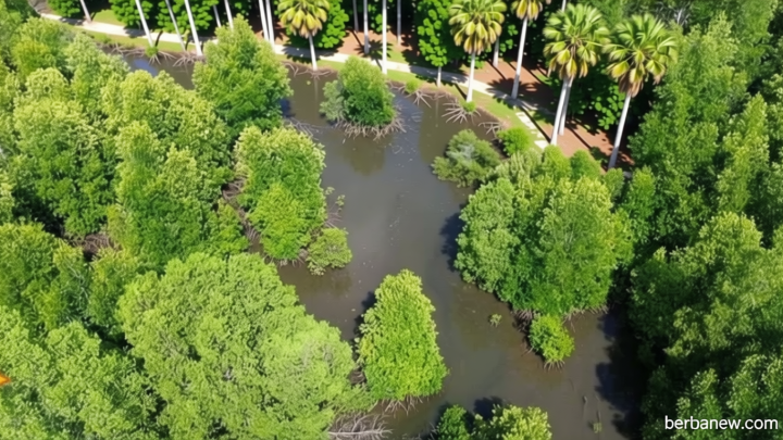 Key Strategy: Mitigasi Perubahan Iklim, Ribuan Mangrove Ditanam di Karawang
