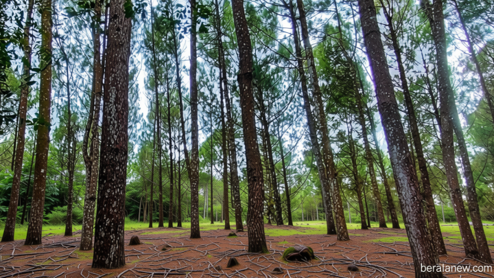Key Discussion: Izin Hutan Mandek, Ekspor Getah Pinus Aceh ke 26 Negara Terhenti