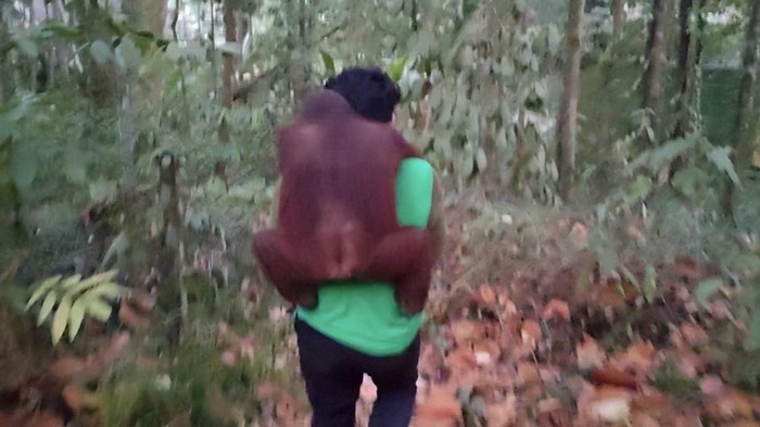 karhutla-dekati-sekolah-hutan-di-samboja-11-orang-utan-yatim-piatu-dievakuasi-1788360288588_169