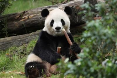 2 Panda ‘Ping Ping-Fu Shuang’ Dikirim China Tiba di Atlanta AS