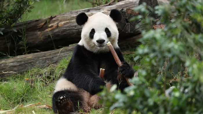 2 Panda ‘Ping Ping-Fu Shuang’ Dikirim China Tiba di Atlanta AS