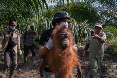 Asap Karhutla Memprihatinkan Sampai Bikin Orang Utan Pingsan